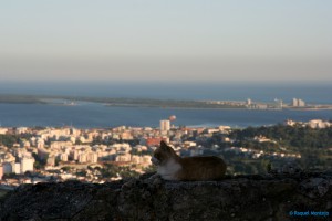 Un gato con vistas