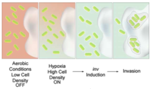 Design for Induction-Dependent Invasion of a Cancer Cell.